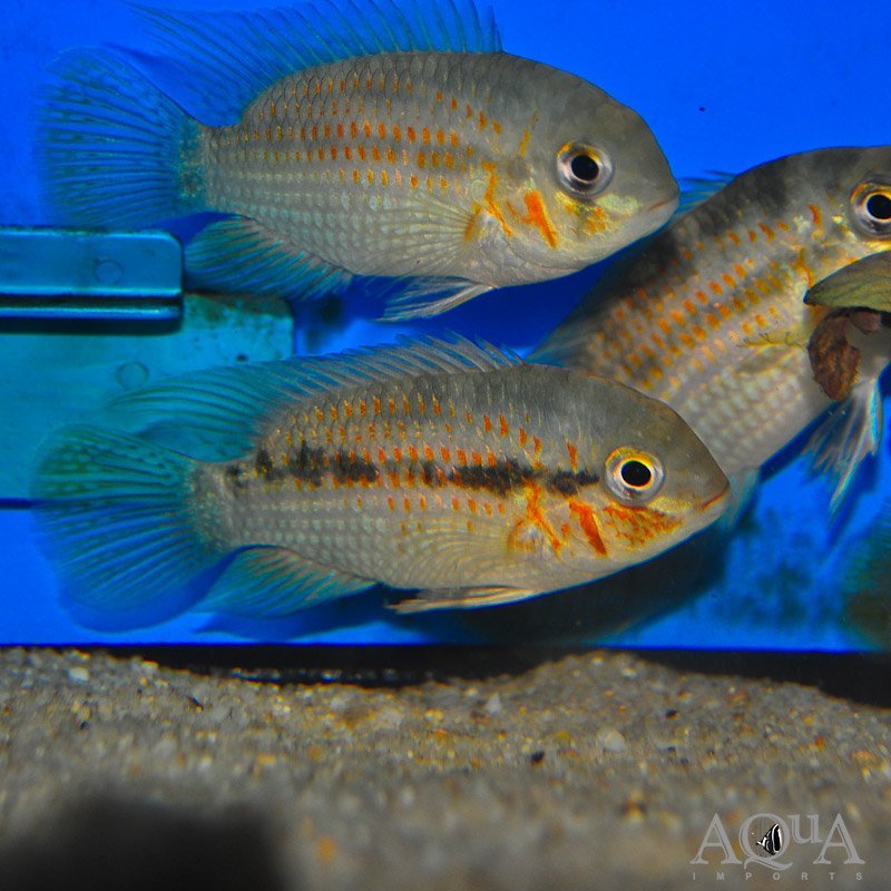 Krobia xinguensis