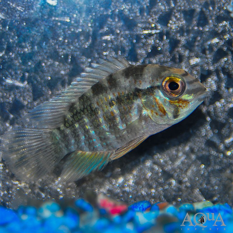 Krobia xinguensis