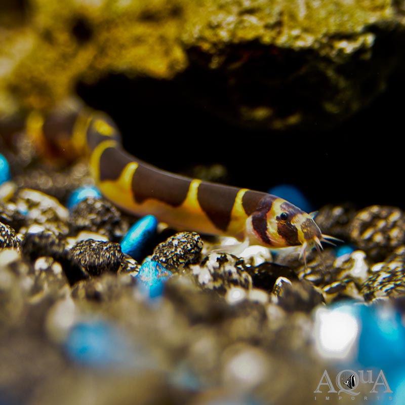 Kuhlii Loach (Pangio kuhlii)