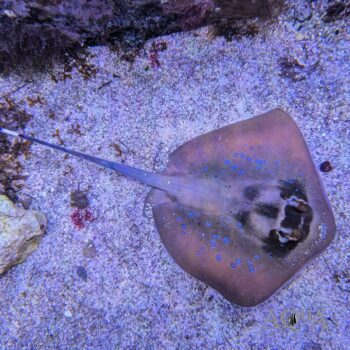 Kuhl's Blue Spotted Stingray (Neotrygon kuhlii)