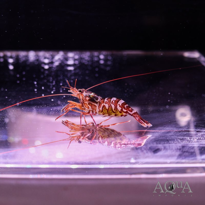 Kuekenthal's Cleaner Shrimp (Lysmata kuekenthali)