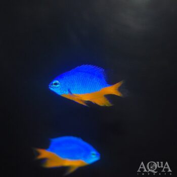 Kupang Damsel (Chrysiptera hemicyanea)