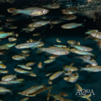 Kyathit / Orange Fin Danio (Brachydanio kyathit)