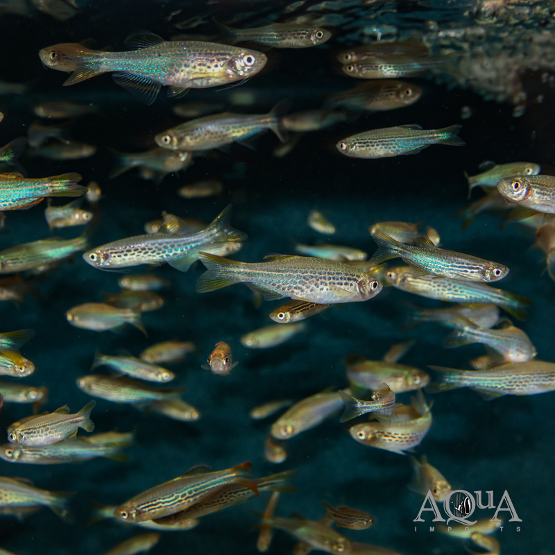 Kyathit / Orange Fin Danio (Brachydanio kyathit)