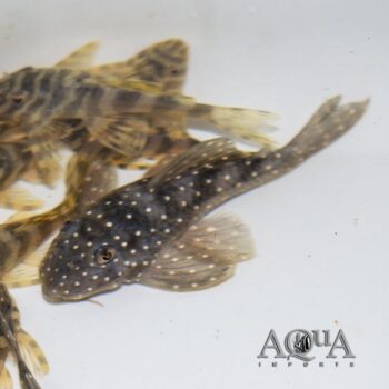 L004 Angelicus Pleco (Hypancistrus sp. L004)
