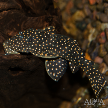 L007 Yellow Spot Galaxy / Vampire Pleco (Leporacanthicus cf. galaxias)