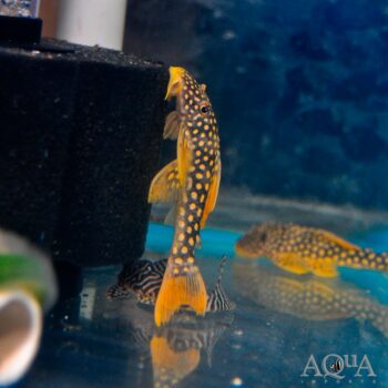 L014 Goldie Pleco (Scobinancistrus aureatus)