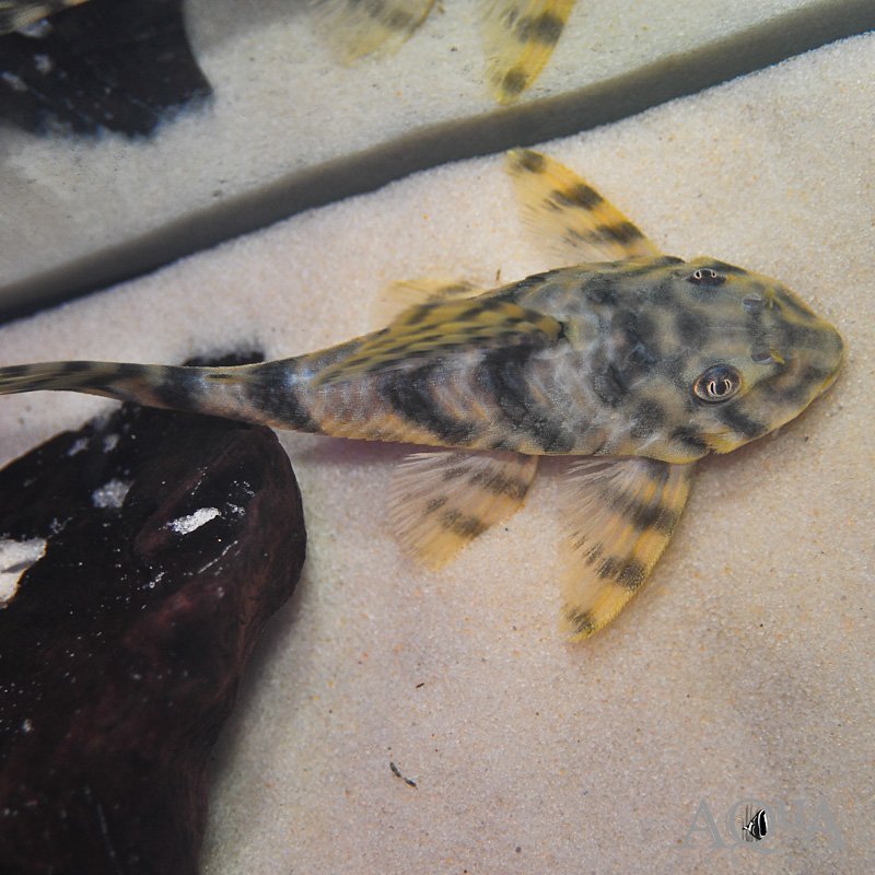 L015 Candy Stripe Pleco (Peckoltia vittata)
