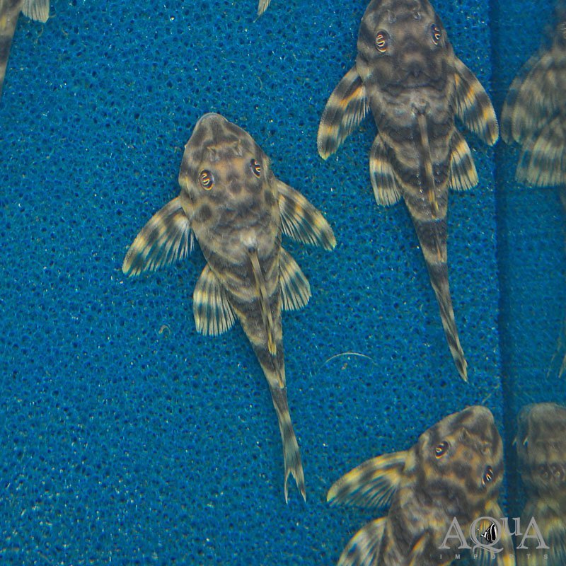 L015 Candy Stripe Pleco (Peckoltia vittata)