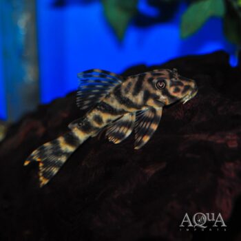 L015 Candy Stripe Pleco (Peckoltia vittata)