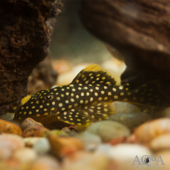 L018 Big Spot Gold Nugget Pleco (Baryancistrus xanthellus)