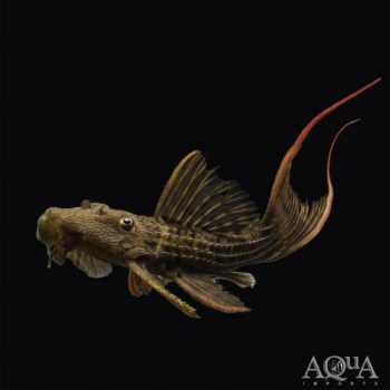 L024 Redfin Cactus Pleco (Pseudacanthicus pitanga)