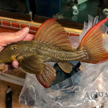 L024 'Super Red' Redfin Cactus Pleco