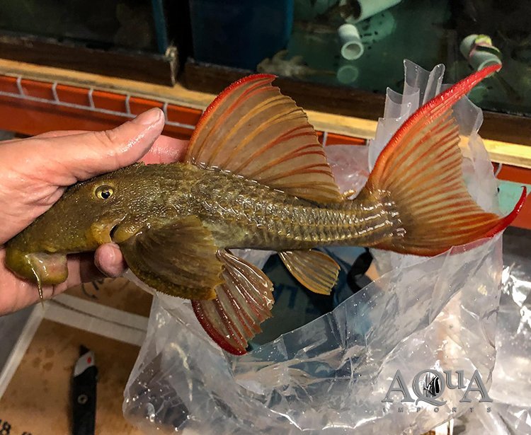 L024 'Super Red' Redfin Cactus Pleco