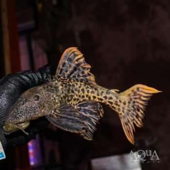 L025 Scarlet Cactus Pleco (Pseudacanthicus pirarara)