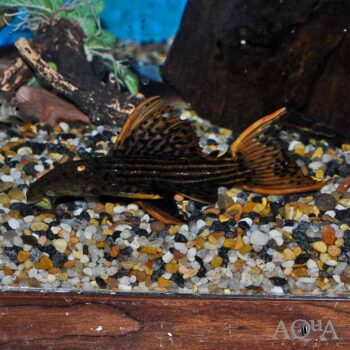 L025 7 Pointer Scarlet Cactus Pleco (Pseudacanthicus pirarara)