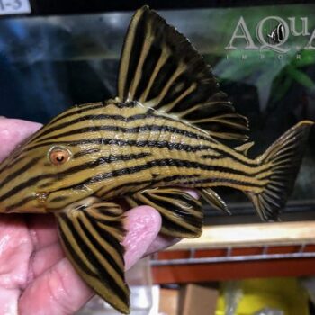L027 'New Locale Mae Maria' Royal Pleco (Panaque armbrusteri)