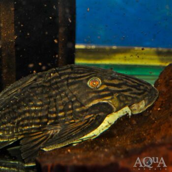 L027 Tocantins 'Woodgrain' Royal Pleco (Panaque armbrusteri)