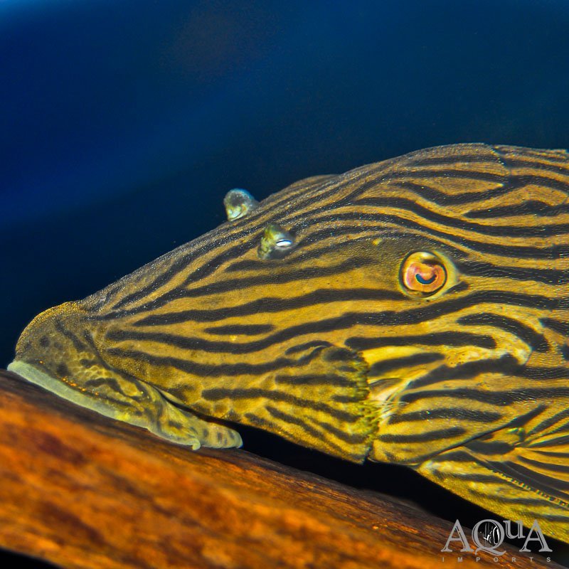 L027a 'Platinum' Royal Pleco 'Rio Fresco' (Panaque cf. armbrusteri 'Rio Fresco')