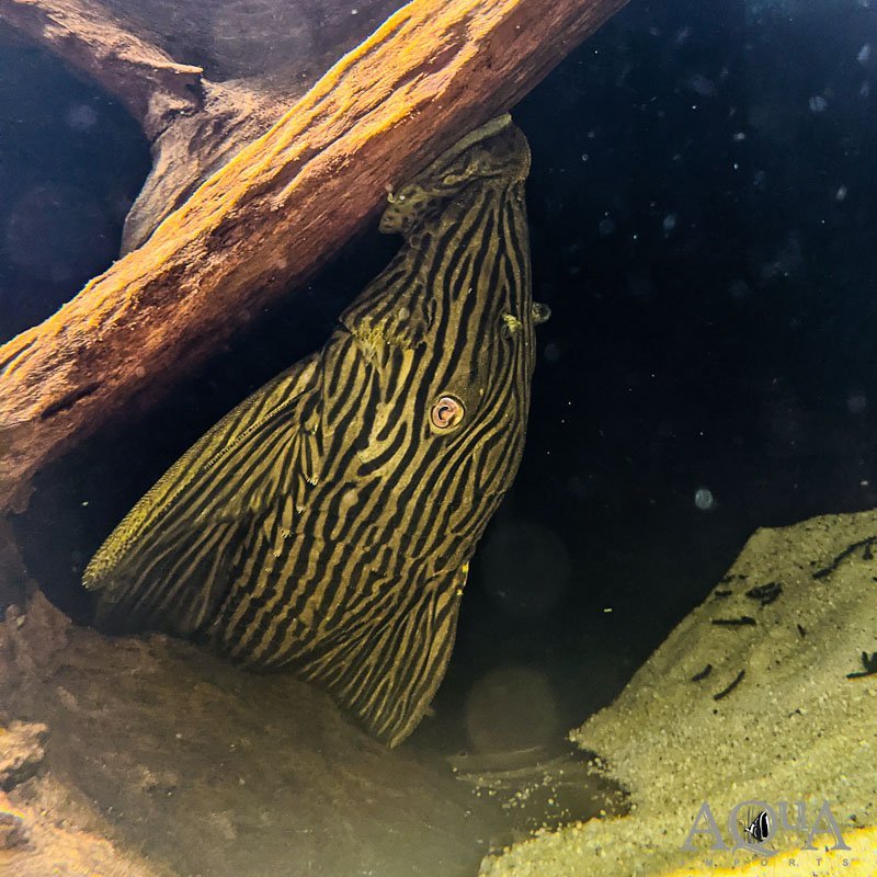 L027a 'Platinum' Royal Pleco 'Rio Fresco' (Panaque cf. armbrusteri 'Rio Fresco') - Image 2