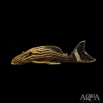 L027c Thunder Line / Gold Line Royal Pleco (Panaque armbrusteri)