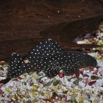 L031 Peppermint Pleco (Parancistrus nudiventris)
