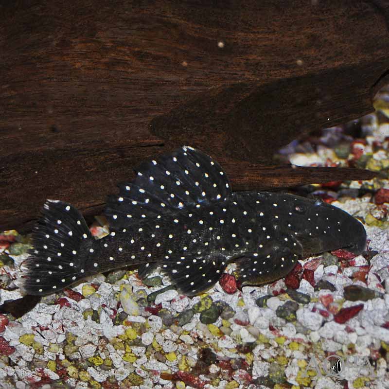 L031 Peppermint Pleco (Parancistrus nudiventris)