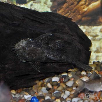L032 Aguaboa Ancistrus (Ancistrus aguaboensis)