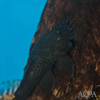 L034 Medusa Pleco (Ancistrus ranunculus)