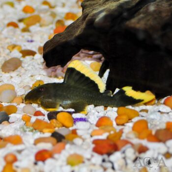 L047 Mango / Magnum Pleco (Baryancistrus chrysolomus)