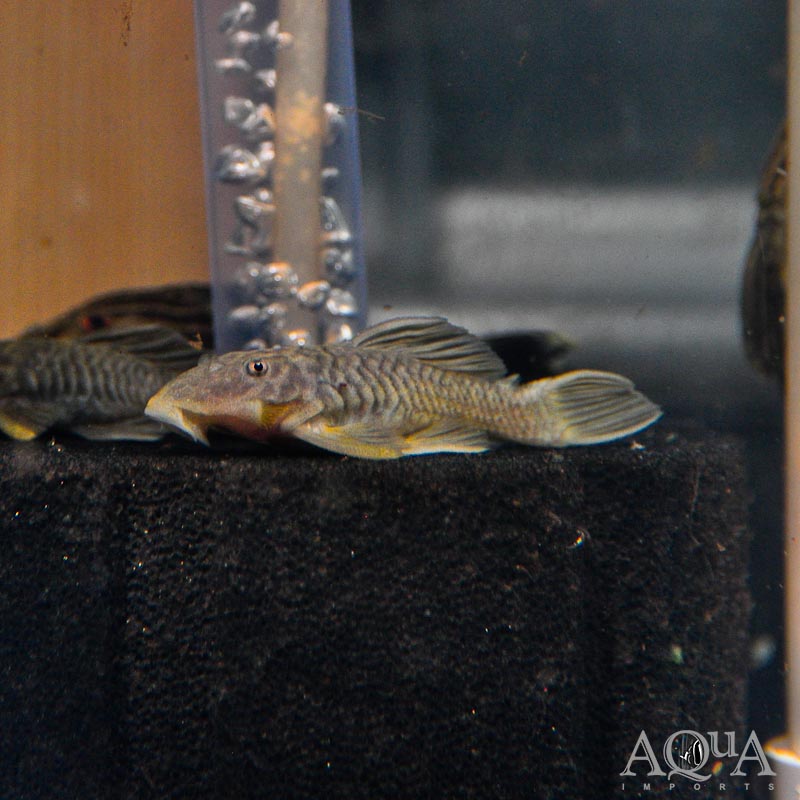 L056 Chubby Pleco (Parancistrus aurantiacus)