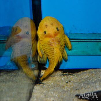 L056 Yellow Black Chubby Pleco (Parancistrus aurantiacus)