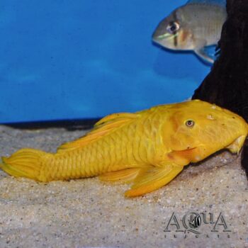 L056 Yellow Chubby Pleco (Parancistrus aurantiacus "yellow")