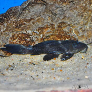 L064 Ghost Cactus Pleco (Pseudcanthicus sp. L064)