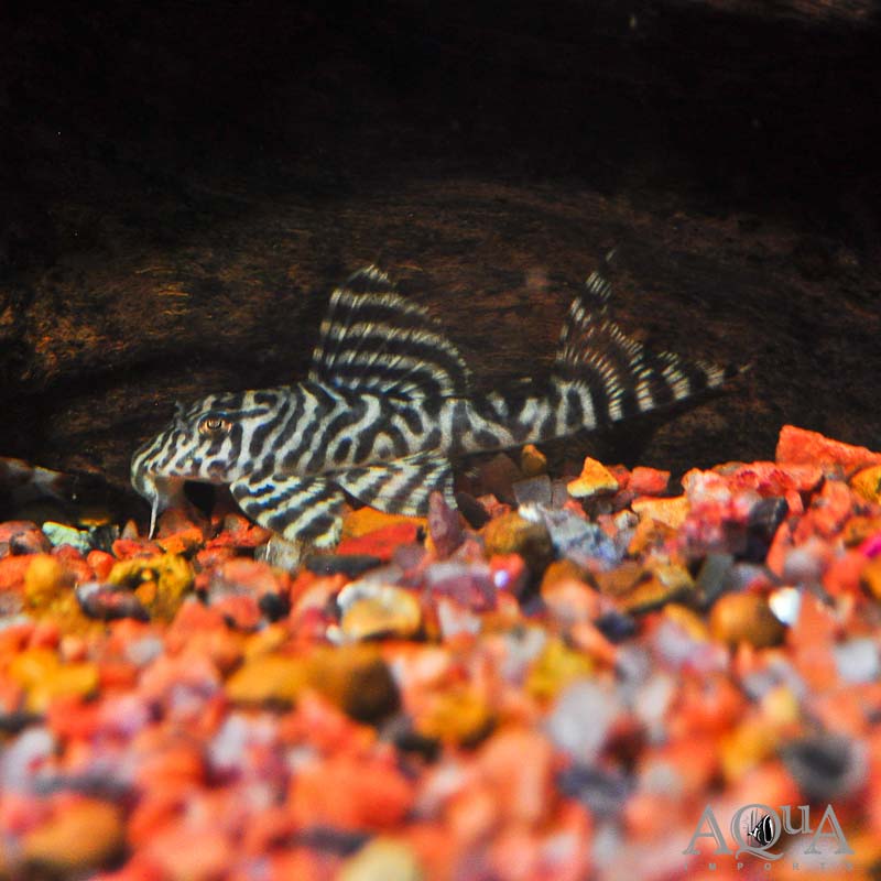 L066 King Tiger Pleco (Hypancistrus sp. L066)