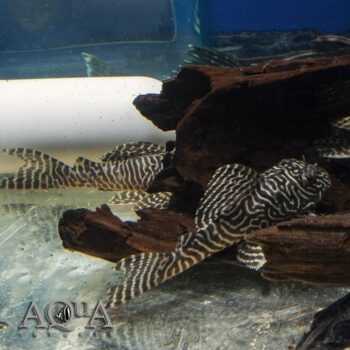 L066 Yellow King Tiger Pleco