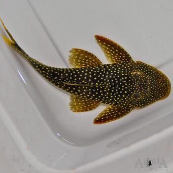 L067 Yellow Seam Pleco (Pseudancistrus asurini)