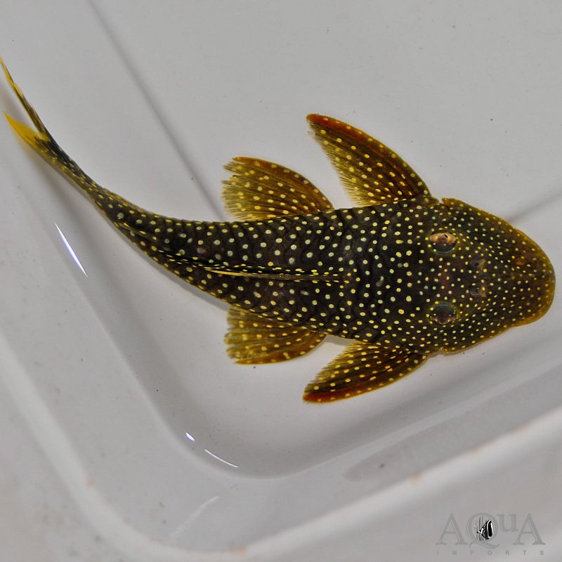 L067 Yellow Seam Pleco (Pseudancistrus asurini)