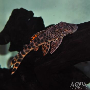 L075 Para Pleco (Peckoltia sabaji)
