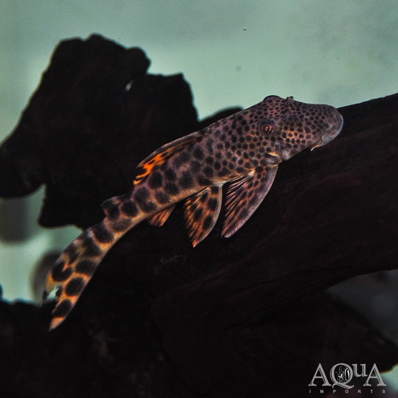 L075 Para Pleco (Peckoltia sabaji)