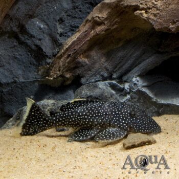 L081 Fine Spot Gold Nugget Pleco (Baryancistrus xanthellus)