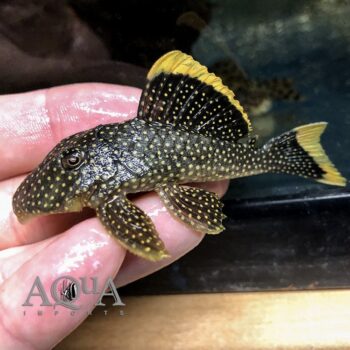 L081 'Special' Gold Seam Fine Spot Gold Nugget Pleco