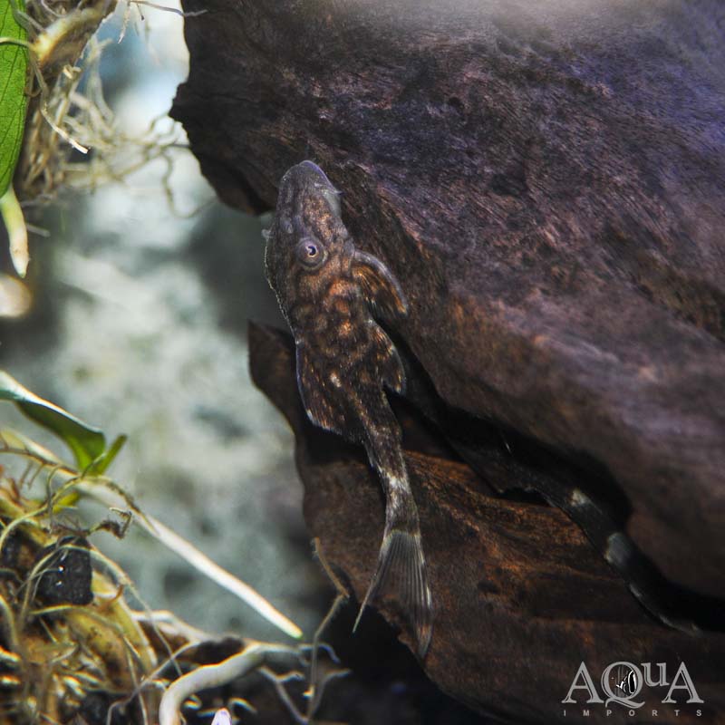 L203 Lyretail Titanic Pleco (Panaque schaeferi)