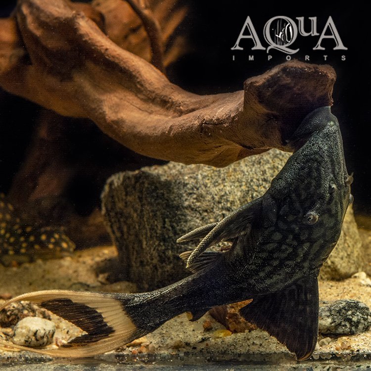 L090c 'Ojo Chico' Papa Lyretail Pleco (Panaque bathyphilus)