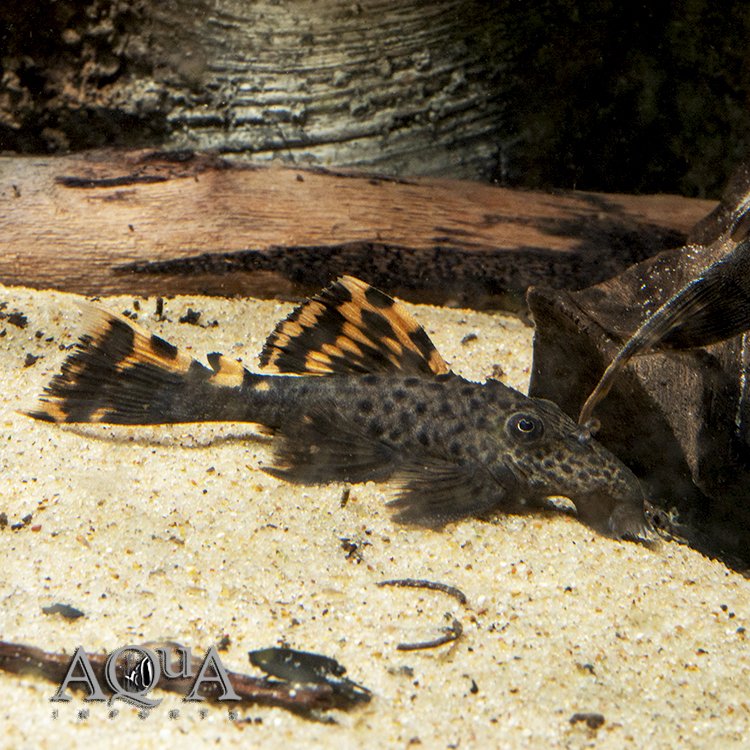L091 'Dragon Fin' Three Beacon Pleco (Leporacanthicus triactis 'dragon fin')