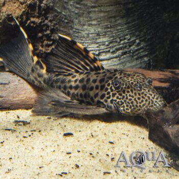 L091 Three Beacon Pleco (Leporacanthicus triactis)