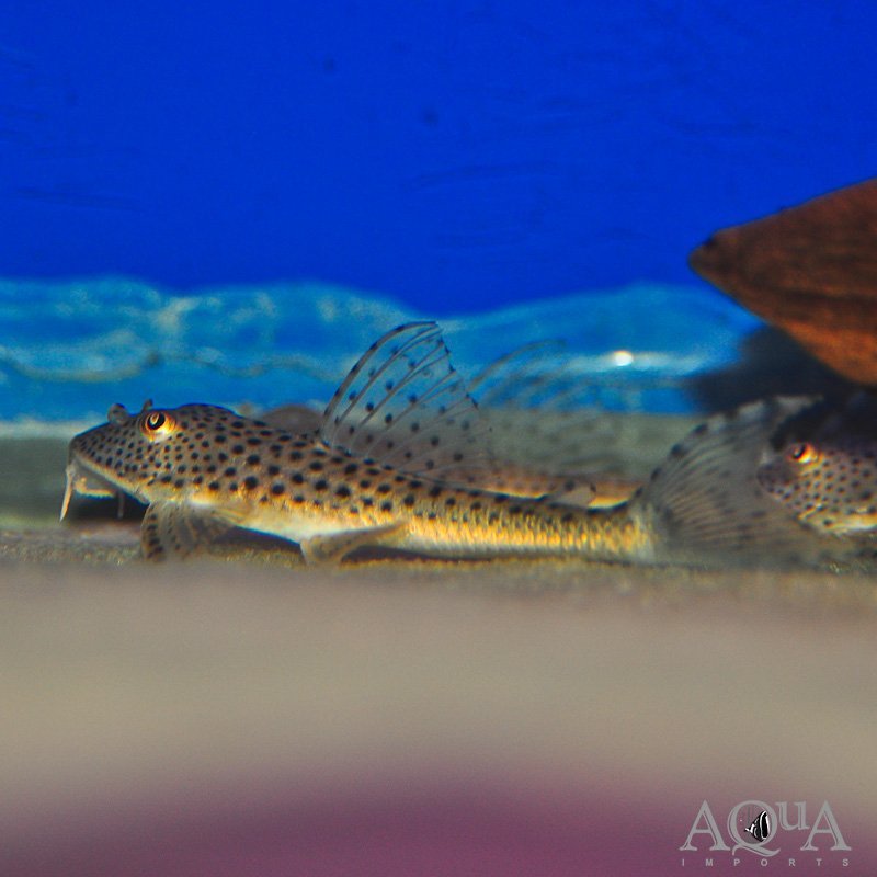 L094 Cute Pleco (Aphanotorulus ammophilus)