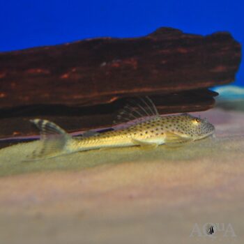 L094 Cute Pleco (Aphanotorulus ammophilus)