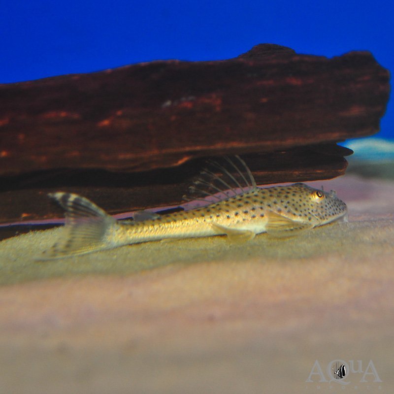 L094 Cute Pleco (Aphanotorulus ammophilus)