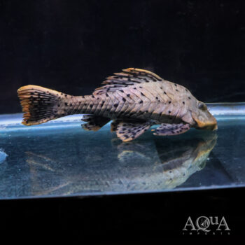L095 Orange Cheek Pinecone Pleco (Pseudorinelepis cf. genibarbis)